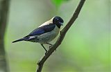 Black-headed Tanagerborder=